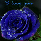 Dewy Blue Rose LWP icône