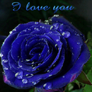 Dewy Blue Rose LWP APK