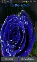 Dewy Blue Rose LWP Affiche
