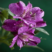 Dewy Purple Flower LWP