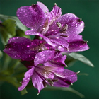 Dewy Purple Flower LWP icône