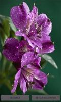 Dewy Purple Flower LWP plakat