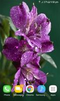 Dewy Purple Flower LWP Screenshot 1