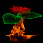 Fiery Rose Magic LWP icône