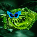 Green Rose Butterfly LWP APK