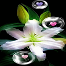 Hearts Bubble Live Wallpaper APK