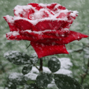 Icy Red Rose Live Wallpaper APK