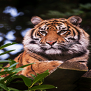 Lion On Wood LWP APK