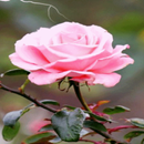 Lighting Pink Rose LWP APK