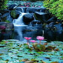 Lotus Garden Live Wallpaper APK