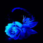 Lovely Blue Rose LWP ไอคอน