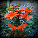 Lovely Red Flower LWP APK