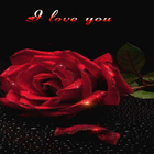 Lovely Red Rose LWP ícone