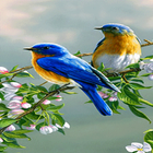 آیکون‌ Loving Bird Live Wallpaper