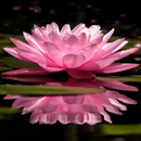 Magical Pink Flower LWP APK