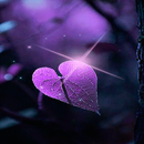 Magical Purple Leaf LWP APK