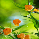 Magic Flowers Butterfly LWP APK