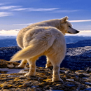 Mountain Wolf Live Wallpaper APK