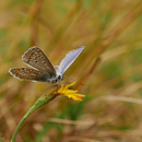 Nature Butterfly Live Wallpape APK