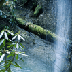Nature Forest Waterfall LWP