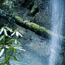 Nature Forest Waterfall LWP APK