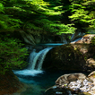 Nature Forest Fall LWP