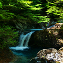 Nature Forest Fall LWP APK