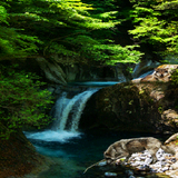 Nature Forest Fall LWP icon