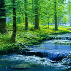 Nature Forest River LWP icon