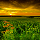 Nature Greenland LWP APK