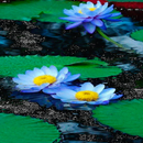 Nature Lotus Live Wallpaper APK