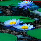 Nature Lotus Live Wallpaper icône