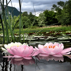 Nature Lotus Flower LWP icône