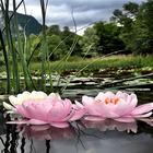 آیکون‌ Nature Lotus Flower LWP