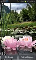 پوستر Nature Lotus Flower LWP