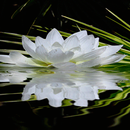 Nature Lotus Shine LWP APK