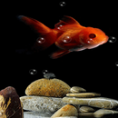 Orange Fish Bubble LWP APK
