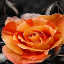 Orange Rose Shine LWP APK