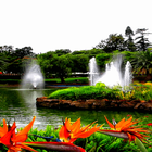 Park Fountains LWP icône