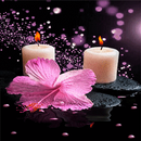 Pink Flower Candle LWP APK