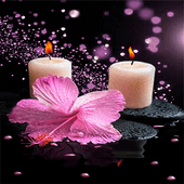 Pink Flower Candle LWP icono
