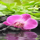 Pink Orchid Blooming LWP APK