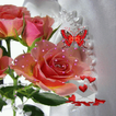 Pink Rose Butterfly LWP