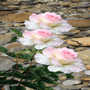 Pink White Roses LWP APK