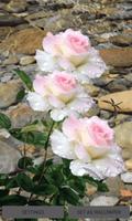 Pink White Roses LWP plakat