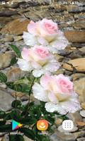 Pink White Roses LWP screenshot 1