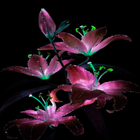 Purple Flowers Live Wallpaper 图标