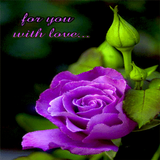 Purple Lovely Rose LWP icône