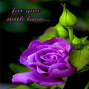 Purple Lovely Rose LWP APK