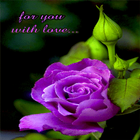 Purple Lovely Rose LWP иконка